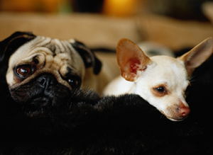 Carnegy Animal Hospital