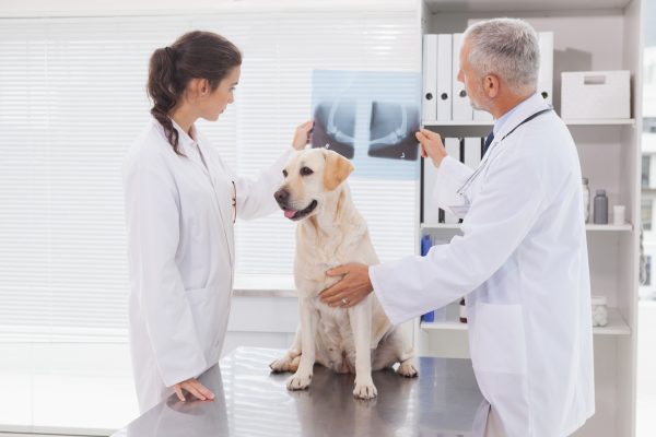 Vet coworker examining xray of a dog in medical office