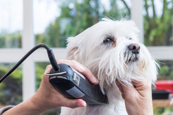 Grooming the neck of white Maltese dog by electzric razor.