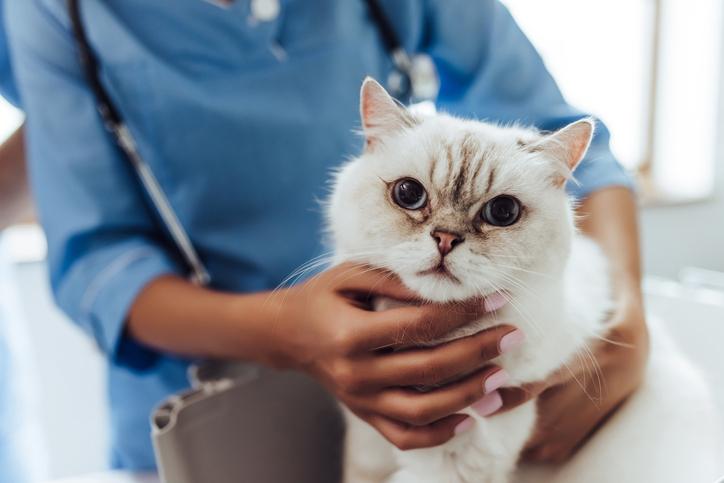 Cat Services from Benicia Cat Clinic in Benicia, CA.