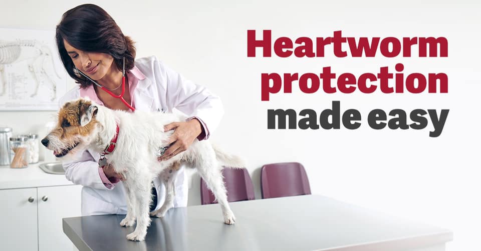 pro-heart-veterinarians-in-loveland-co-blue-sky-animal-clinic