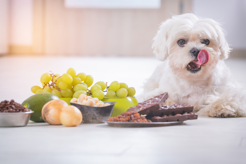 What to do if store your dog eats a grape