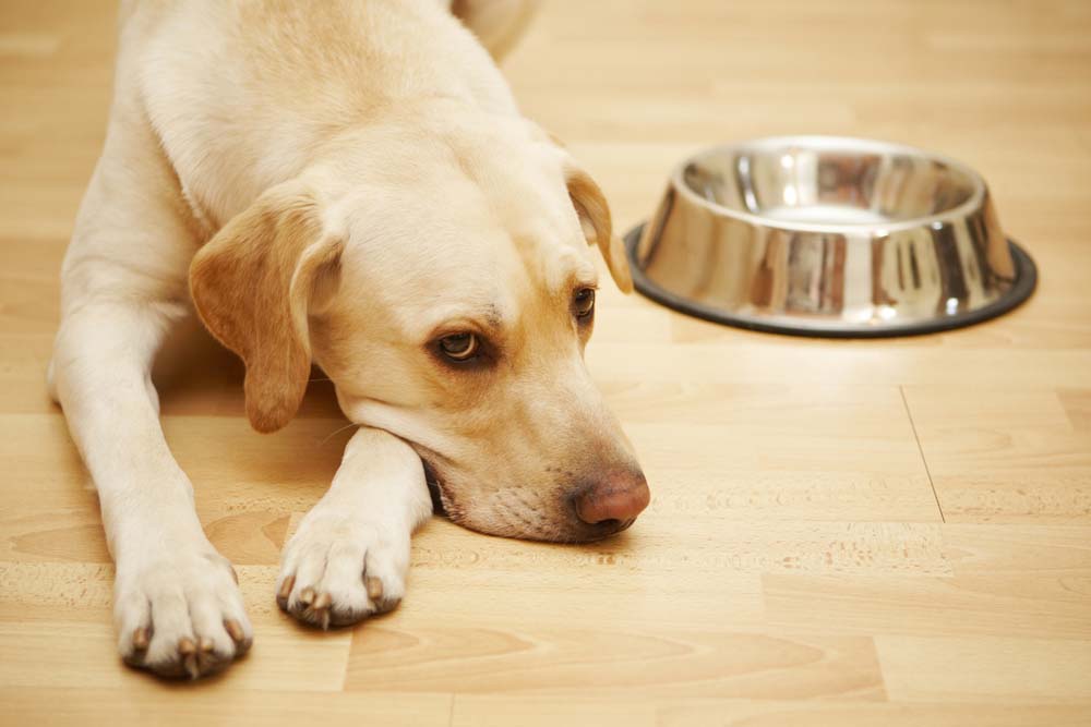 Dog with toxic food