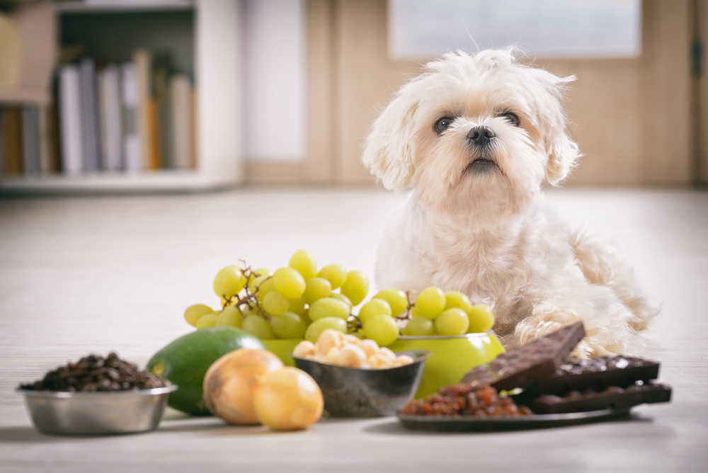 Dog with toxic food