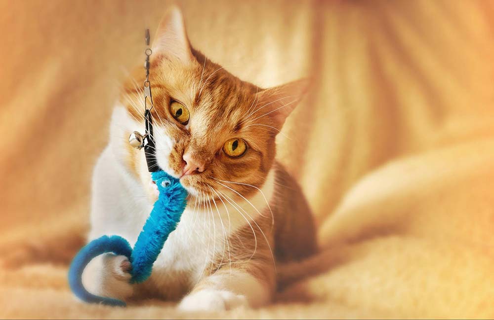 Cat playing with a toy