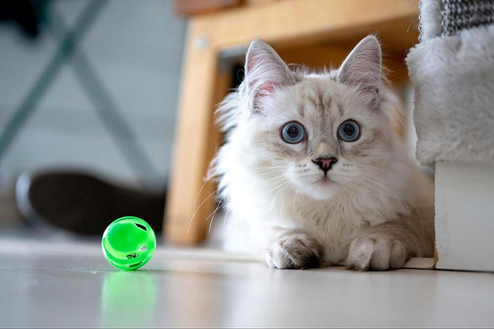 Cat playing with toy