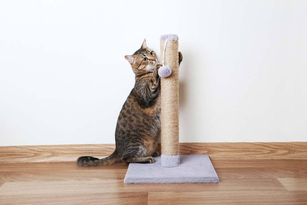 a cat scratching its claws on a scratching post