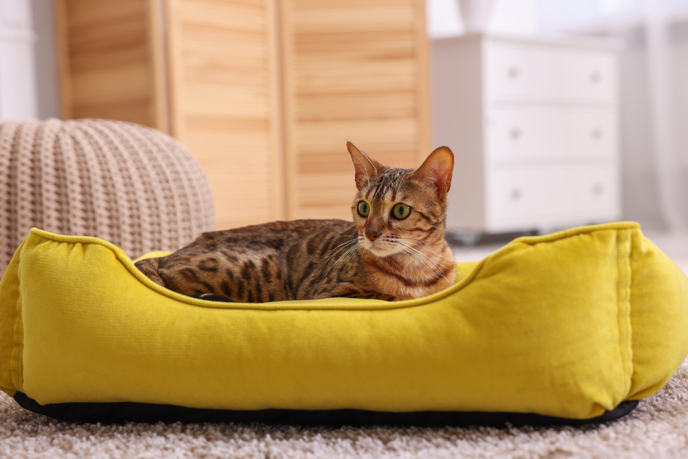 a cat lying on a comfortable cat bed