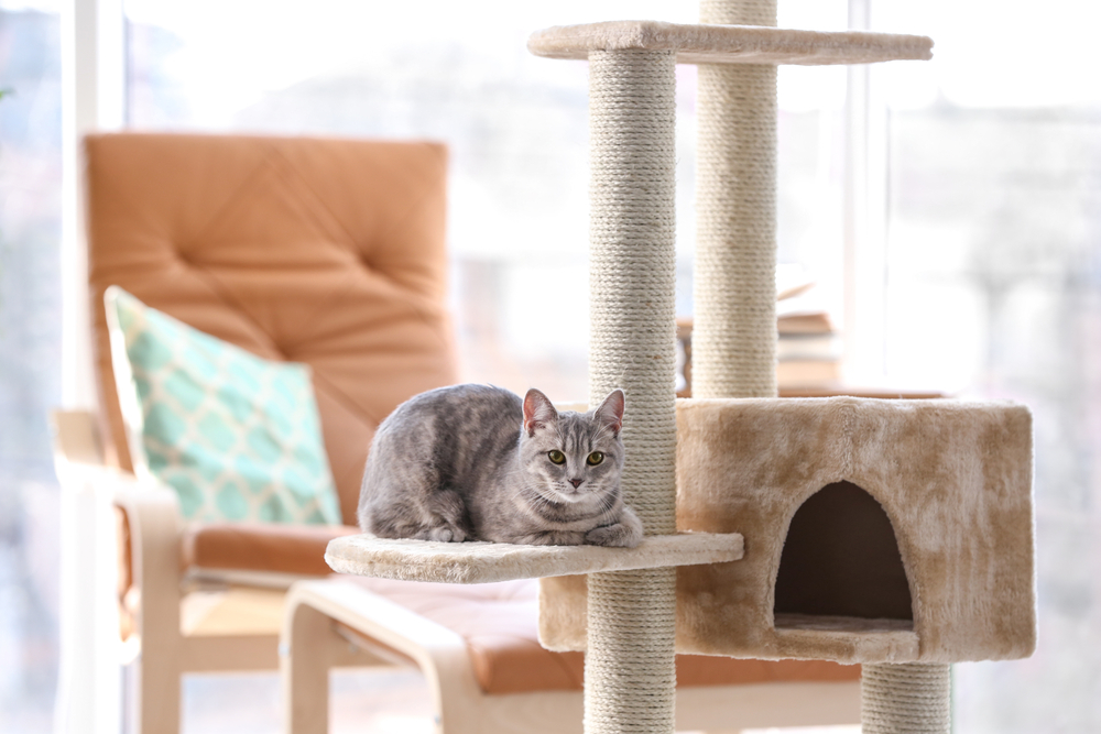 a cat sitting on the ledge of a cat tree