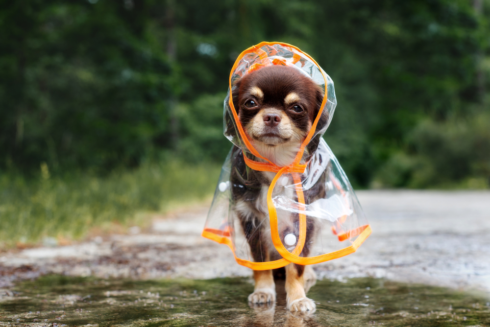 a dog wearing a raincoat standing in a puddle#3