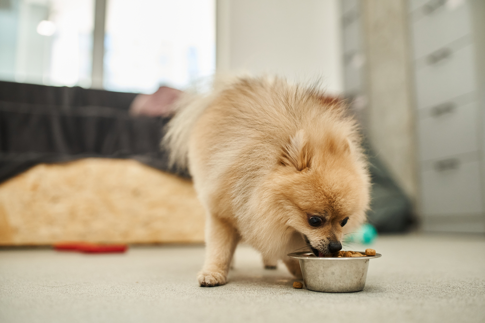 a pomeranian dog eating from a metal dog dish