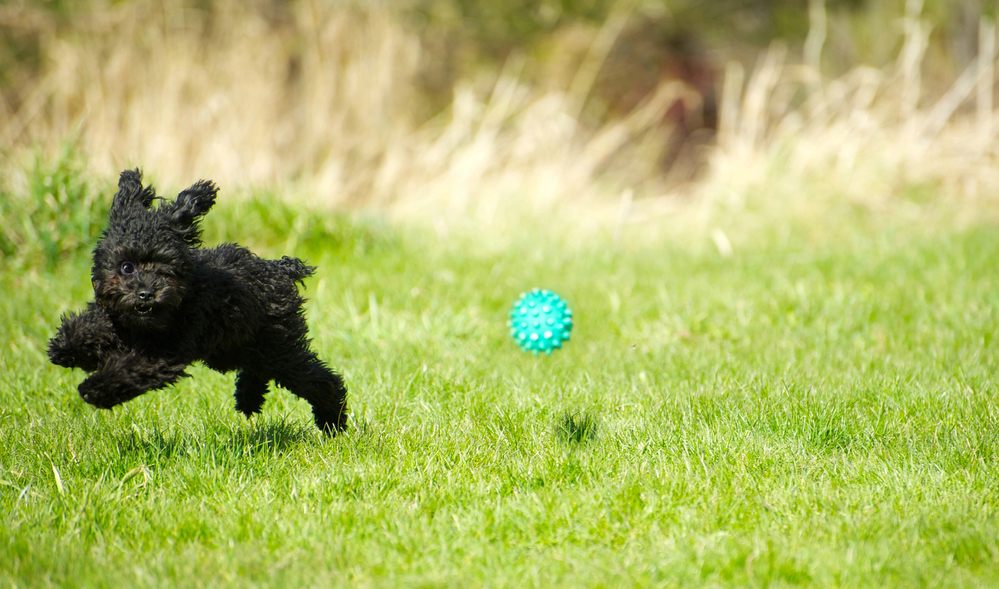 a small black dog chasing a ball