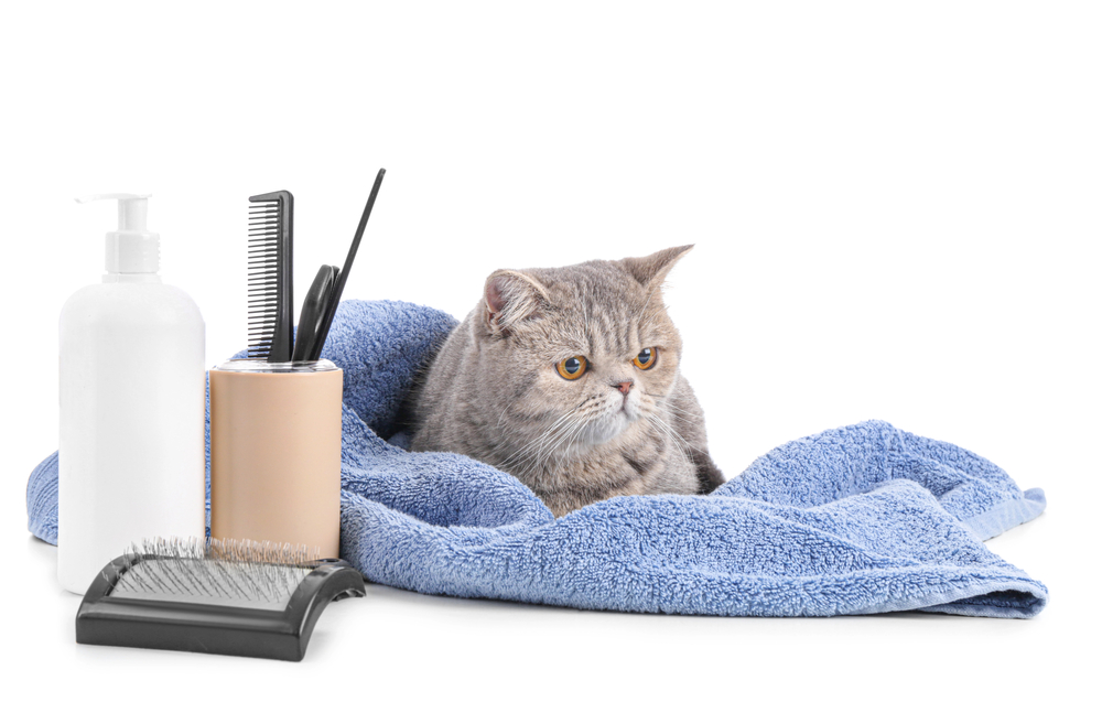 a cat sitting on a towel next to cat grooming tools