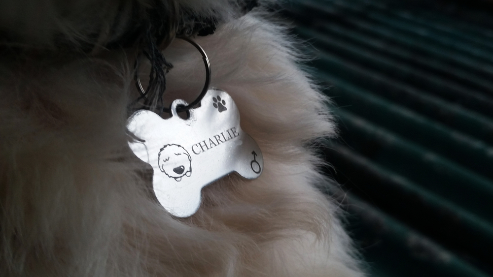 a close-up of a dog collar with a dog’s name on it