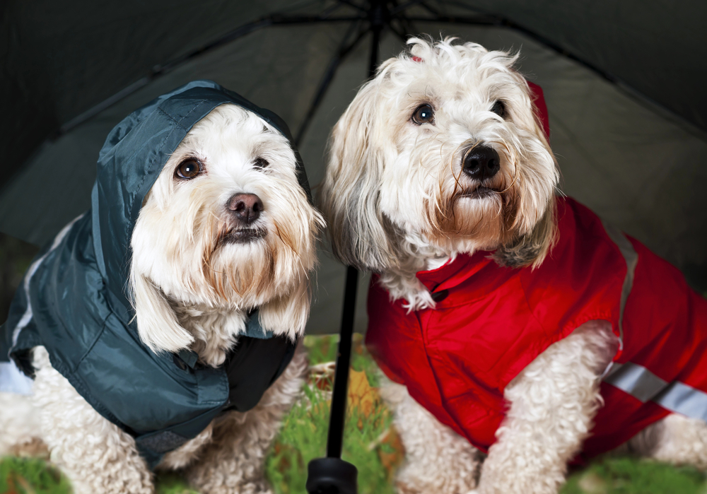 two dogs wearing dog raincoats outside while it’s raining