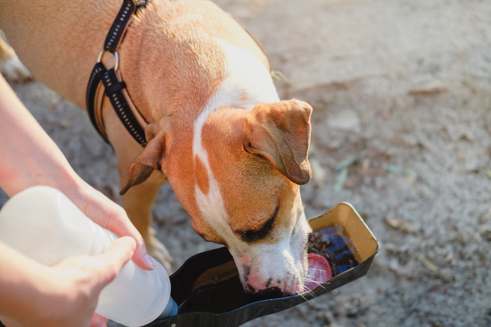 a dog drinking out of a special dog water bottle