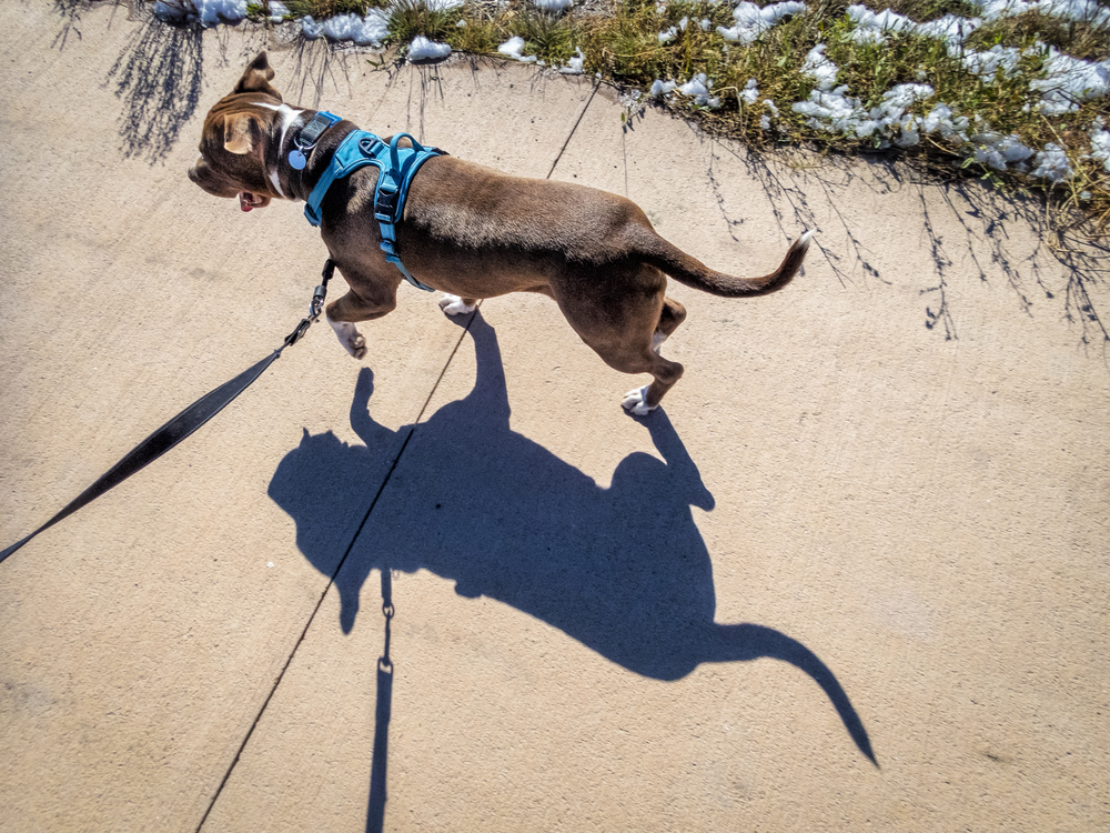 a pit bull dog wearing a no-pull harness and leash