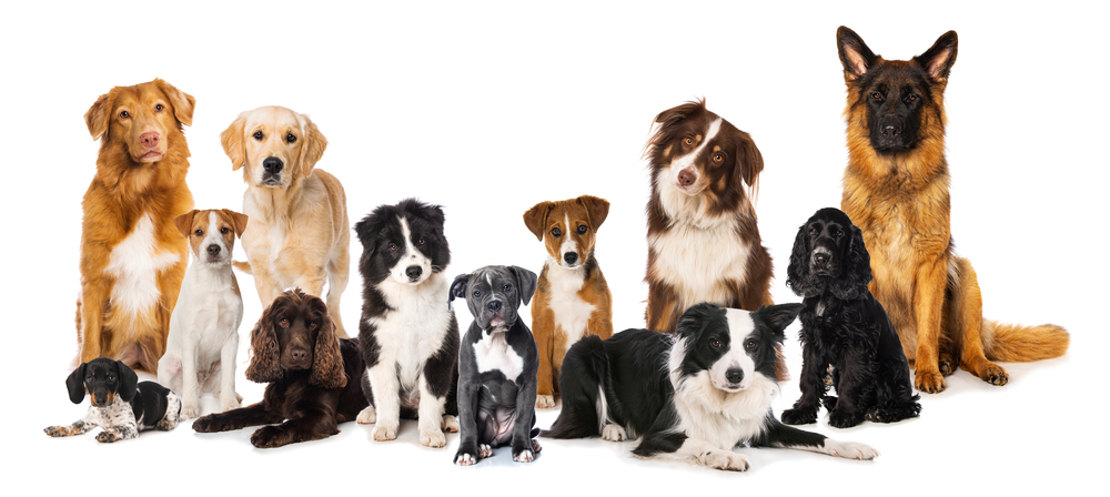 a photo of a range of dogs of different sizes and breeds