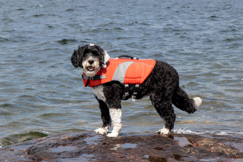 a black and white dog wearing an orange life vest