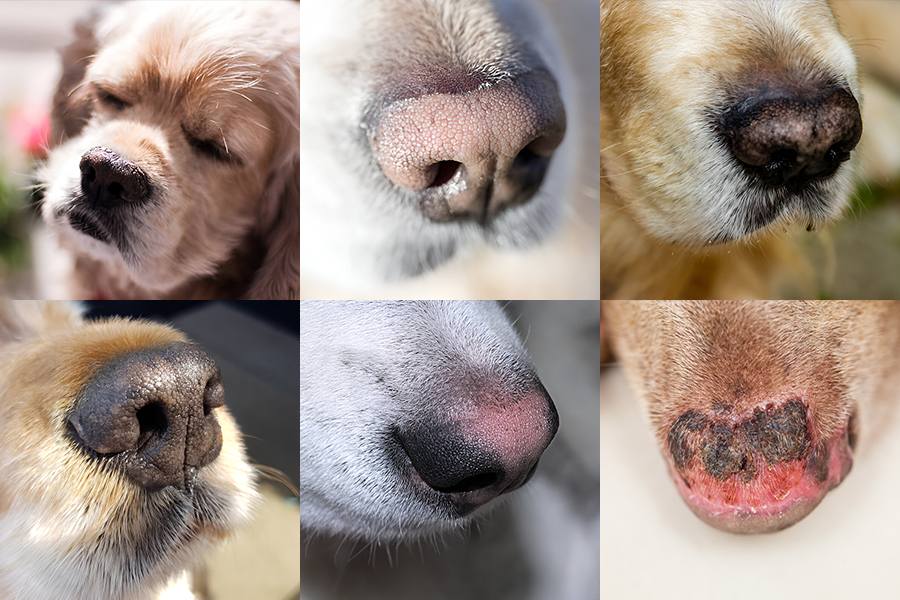 examples of dog noses that are sunburned and how differently they can look