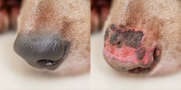 a normal dog nose compared to the nose of a dog with autoimmune disease pemphigus