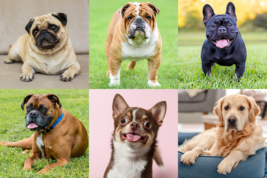 dog breeds that are more prone to warm, dry noses