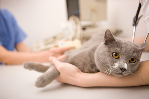 Cast-of-treatment-table-iStock_000012554908Large-cat-and-vet