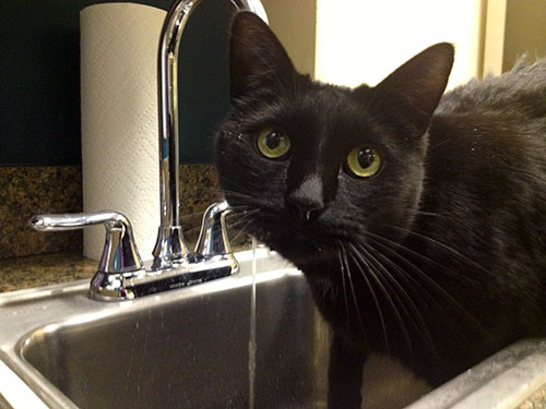 black cat drink water from sink