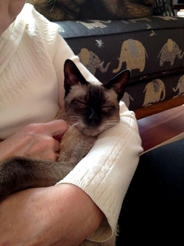 cat resting on an arm