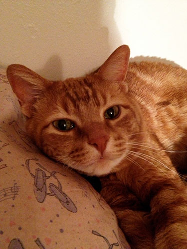 cat lying on a pillow