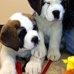 Saint-Benard-Puppies-IMG_0556