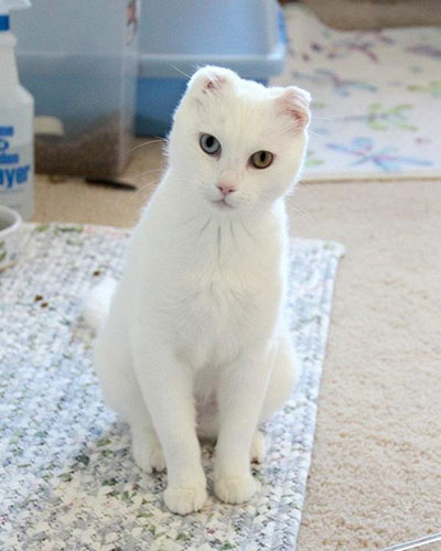 white cat next to the feeding area