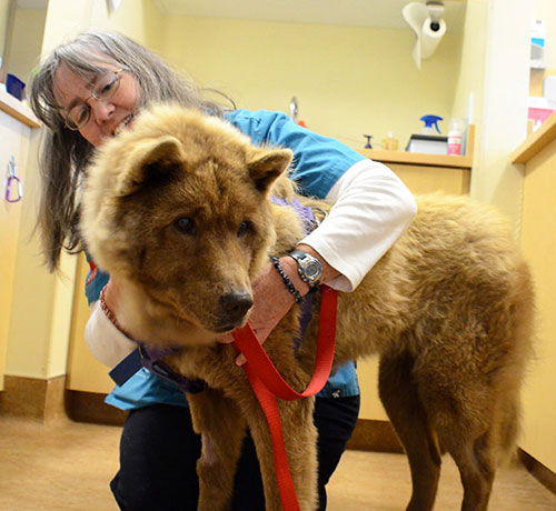 taking care of dog in clinic