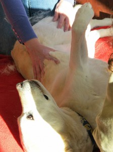 canine-massage