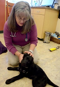 canine-puppy-exam-DSC_0672-edited