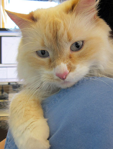 closeup of a cat head