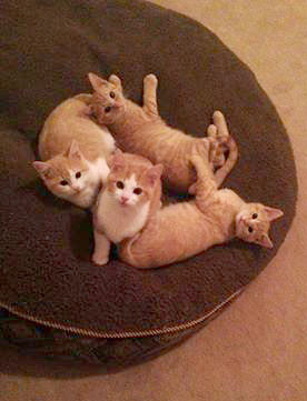 four kittens playing