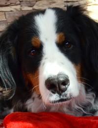 closeup of a dog head