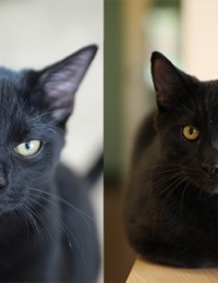 2 black cats