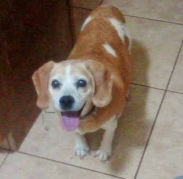 dog standing on the floor