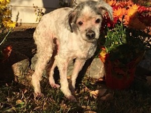 dog in the garden