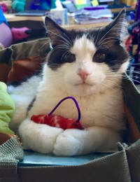 a cat resting in a bag