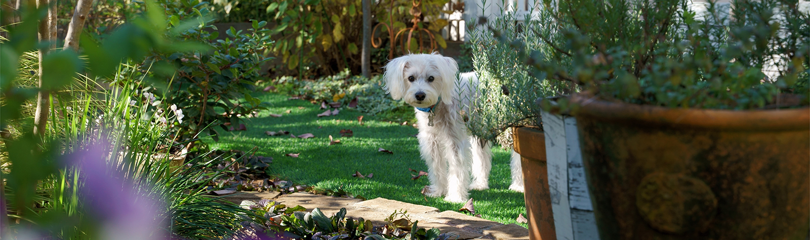 are garden fertilizers safe for dogs