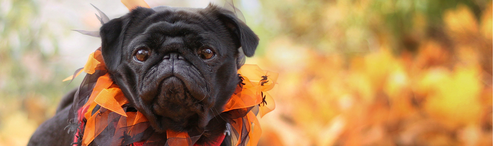 No Tricks or Treats for Dogs This Halloween