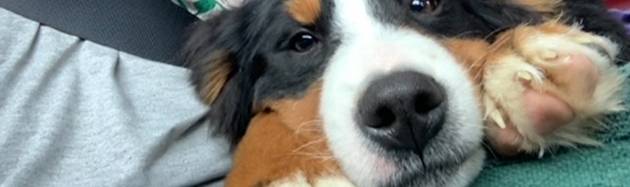 Meet Hazel, the Very Silly, Special Needs, Berner Puppy