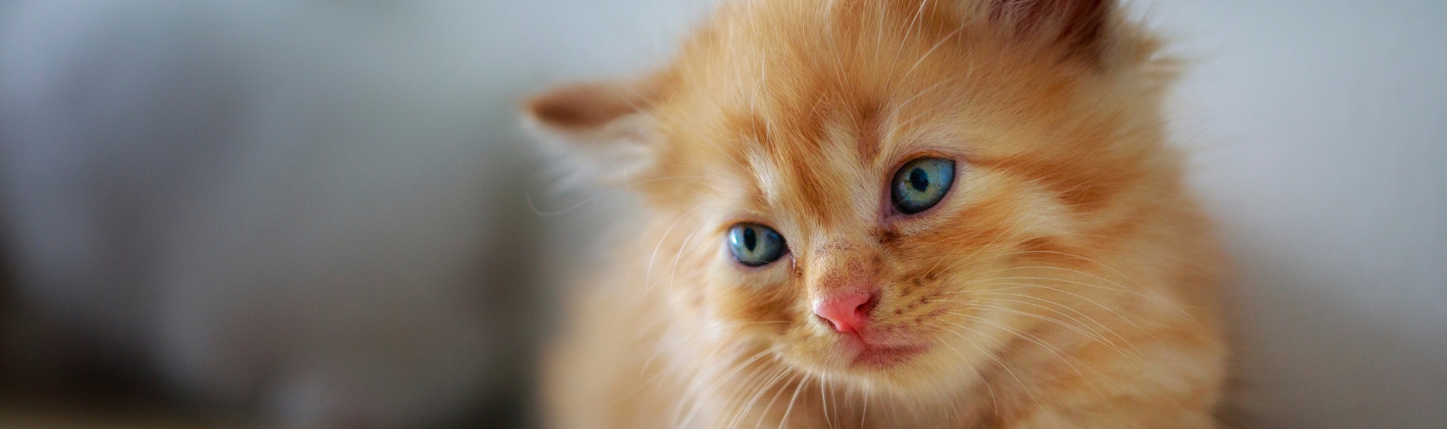 You’ve adopted a kitten. Now what?