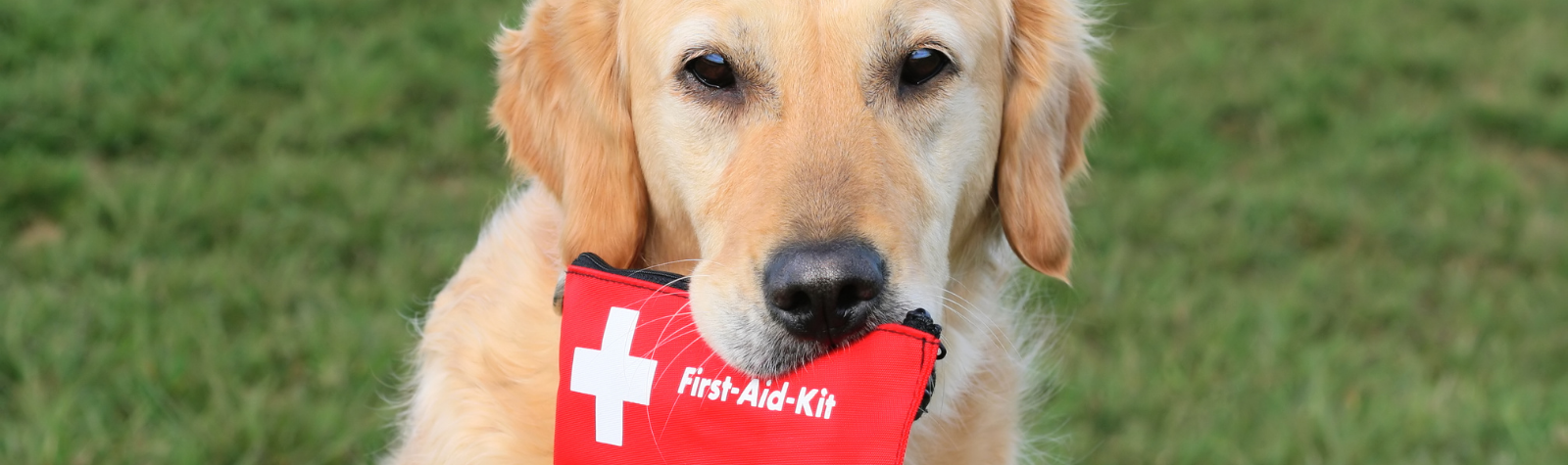 A First Aid Kit for Dogs