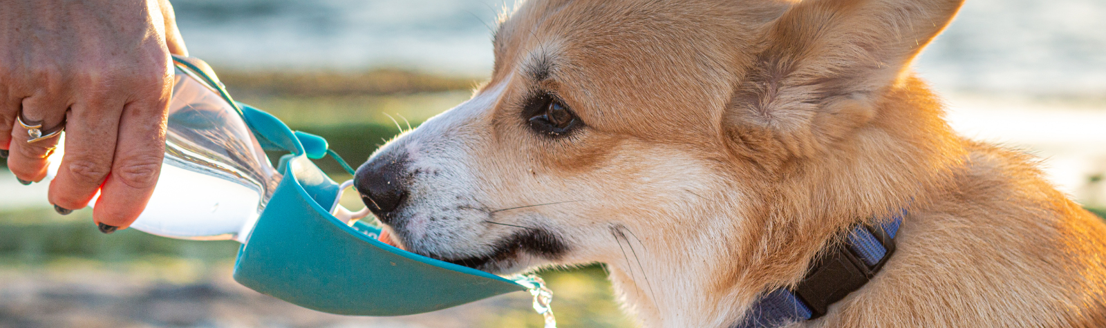 5 Easy Ways to Keep Your Pet Hydrated