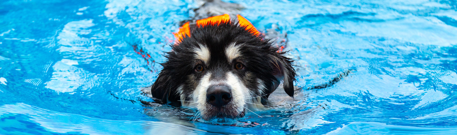 Healthy Exercise for Your Pooch Matters