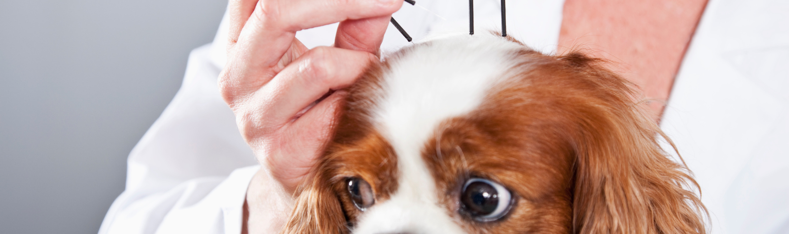 What can Acupuncture do for my pet?